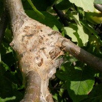 Brown-tail Moth